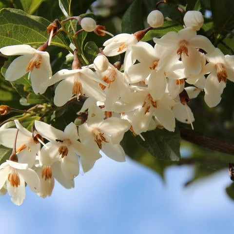 BENZOINO RESINOIDE (SUMATRA) 55% BB 21676 IFF – nota balsamica, vanigliata e ambrata