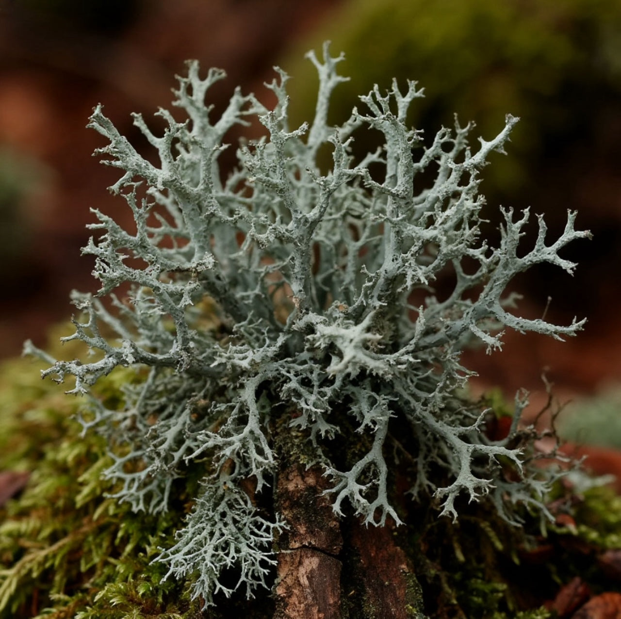 MUSCHIO DI QUERCIA ASSOLUTO BASSO ATRANOLO-CLOROATRANOLO Oak moss absolute low atranol - chloroatranol ROBERTET