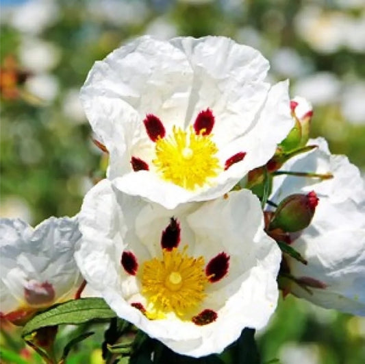 LABDANUM RESINOIDE 121142 (SPAGNA) IFF – nota ambrata, resinosa e cuoiata