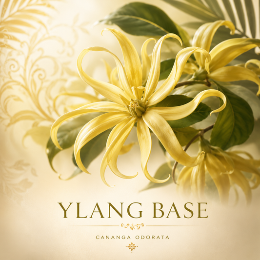 YLANG BASE