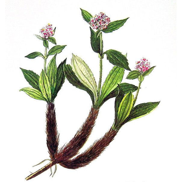 JATAMANSI RECO NAT ROBERTET