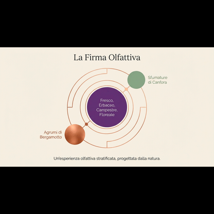 LAVANDIN GROSSO HE  – olio essenziale aromatico, erbaceo e canforato con sentore di lavanda, erbe mediterranee e pino chiaro