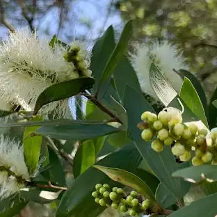 NIAOULI OLIO ESSENZIALE BIOLOGICO ROBERTET